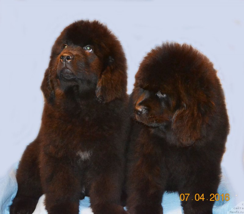 Фото: ньюфаундленд Zdorovyak s Berega Dona (Здоровяк с Берега Дона), ньюфаундленд Zdravica s Berega Dona (Здравица с Берега Дона)