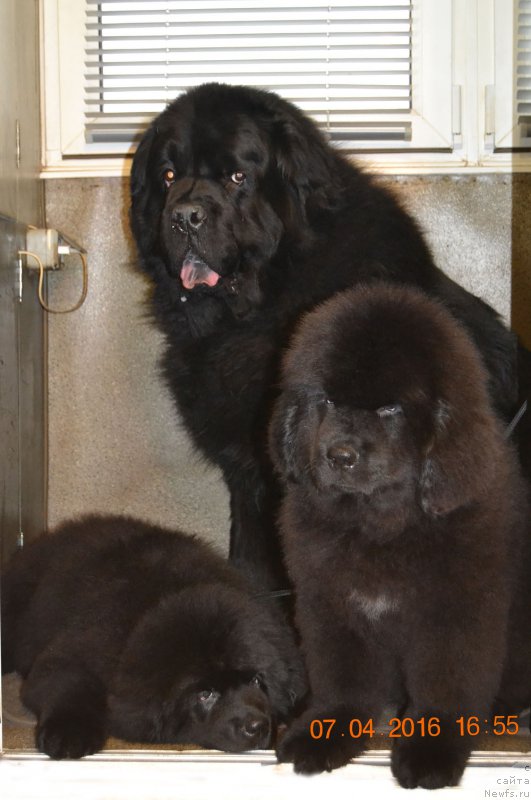 Фото: ньюфаундленд Zdravica s Berega Dona (Здравица с Берега Дона), ньюфаундленд Zdorovyak s Berega Dona (Здоровяк с Берега Дона), ньюфаундленд Zhdanny Syn Vialiki Miadzvedz