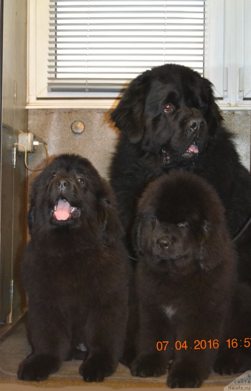 Фотография № 204851