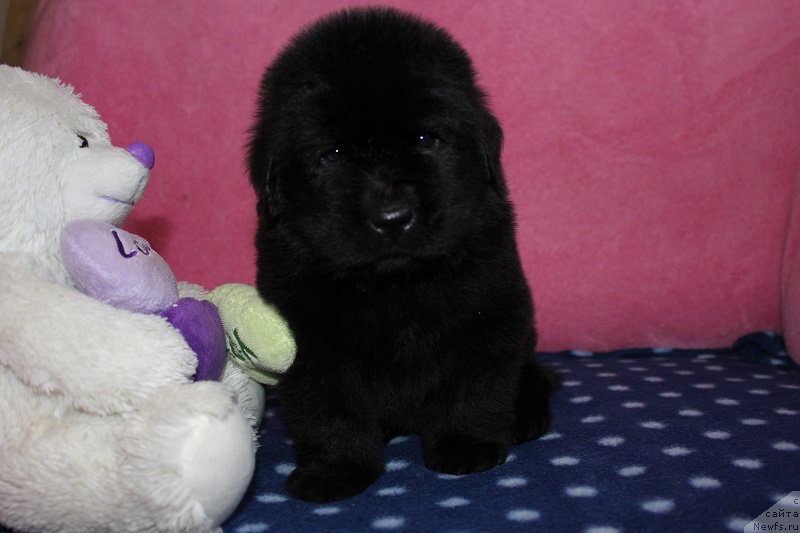Фото: ньюфаундленд Grand Byebi Ariadna (Гранд Бэби Ариадна), ньюфаундленд Super Bizon Liliman (Супер Бизон Лилимэн)