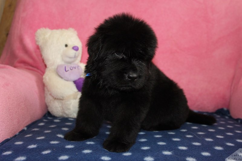 Фото: ньюфаундленд Grand Byebi Ariadna (Гранд Бэби Ариадна), ньюфаундленд Super Bizon Liliman (Супер Бизон Лилимэн)