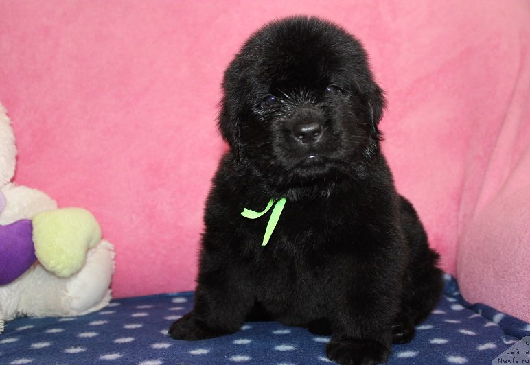 Фото: ньюфаундленд Grand Byebi Ariadna (Гранд Бэби Ариадна), ньюфаундленд Super Bizon Liliman (Супер Бизон Лилимэн)