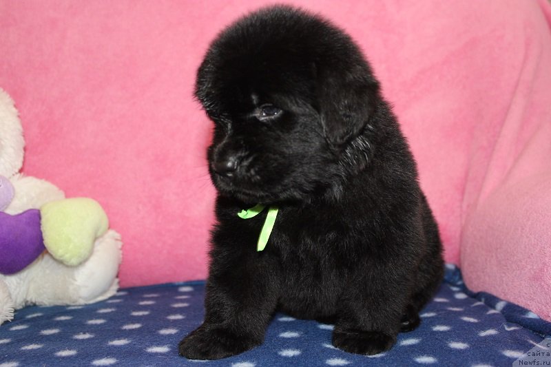Фото: ньюфаундленд Grand Byebi Ariadna (Гранд Бэби Ариадна), ньюфаундленд Super Bizon Liliman (Супер Бизон Лилимэн)
