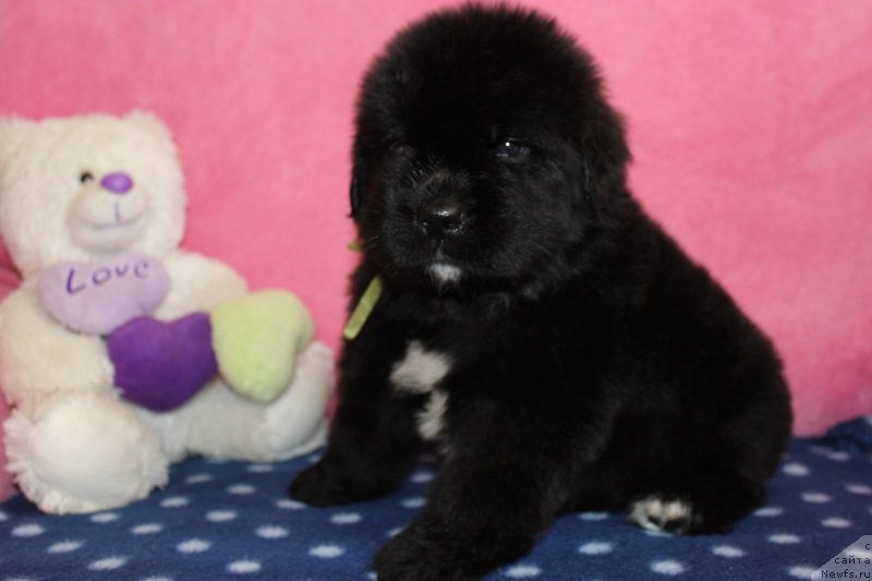 Фото: ньюфаундленд Grand Byebi Ariadna (Гранд Бэби Ариадна), ньюфаундленд Super Bizon Liliman (Супер Бизон Лилимэн)