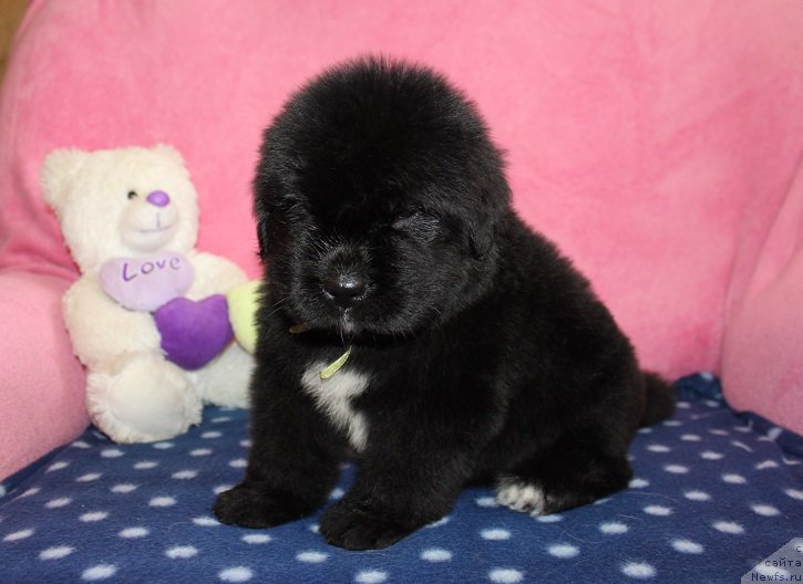 Фото: ньюфаундленд Grand Byebi Ariadna (Гранд Бэби Ариадна), ньюфаундленд Super Bizon Liliman (Супер Бизон Лилимэн)