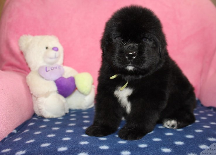 Фото: ньюфаундленд Grand Byebi Ariadna (Гранд Бэби Ариадна), ньюфаундленд Super Bizon Liliman (Супер Бизон Лилимэн)