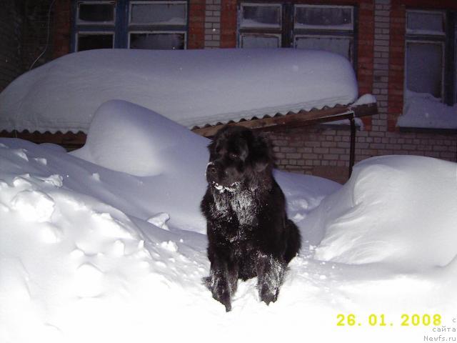 Фото: ньюфаундленд Liana CHernaya Feya (Лиана Черная Фея)