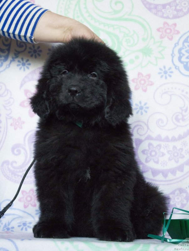 Фото: ньюфаундленд Sirius Bol'shoy Pes (Сириус Большой Пес)