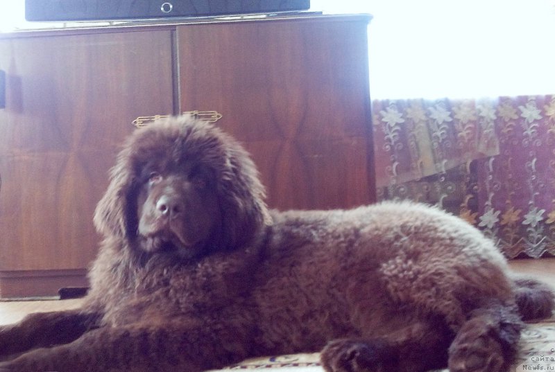 Фото: ньюфаундленд Brownblood MSK Sabina Ester (Браунблад МСК Сабина Эстер)