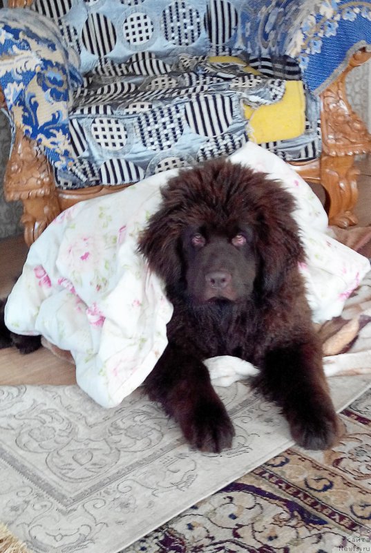 Фото: ньюфаундленд Brownblood MSK Sabina Ester (Браунблад МСК Сабина Эстер)