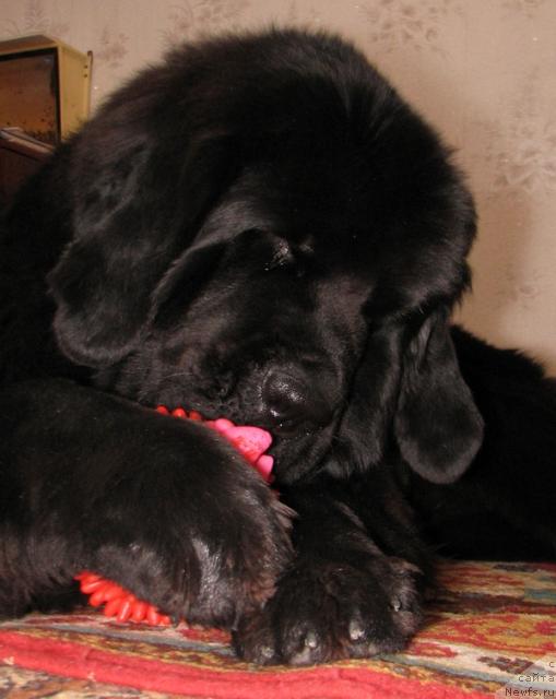 Фото: ньюфаундленд Lubimaya Moya s Berega Dona (Любимая Моя с Берега Дона)