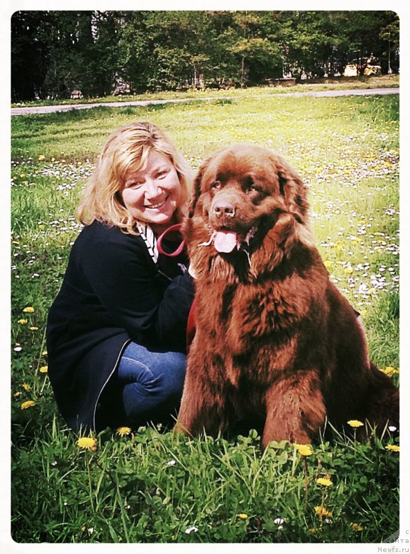 Фото: ньюфаундленд Brownblood MSK Happy Teddy (Браунблад МСК Хэппи Тедди)