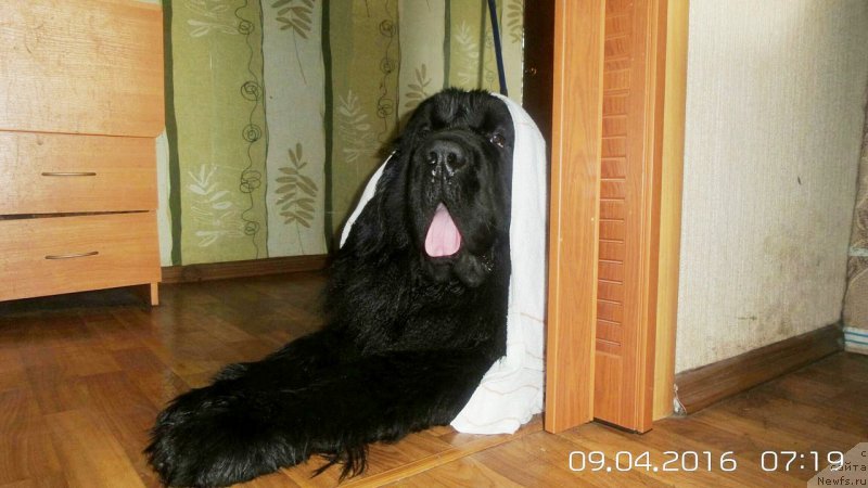 Фото: ньюфаундленд Chernaya Mafia Move Up In The World (Черная Мафия Мове Уп Ин Тхе Ворлд)