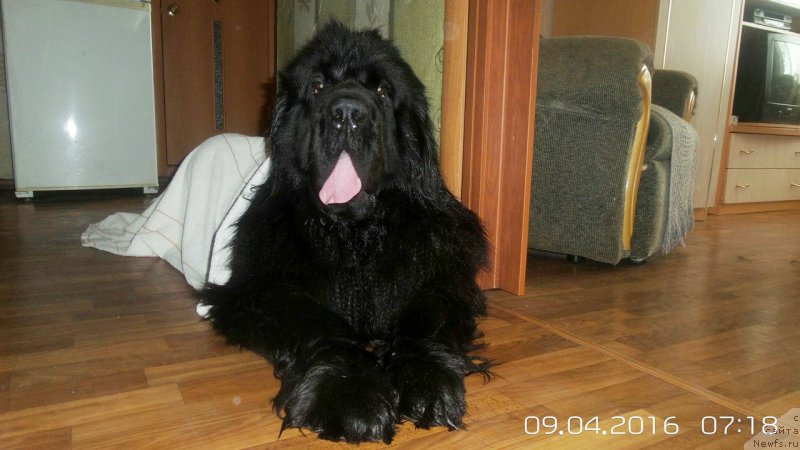 Фото: ньюфаундленд Chernaya Mafia Move Up In The World (Черная Мафия Мове Уп Ин Тхе Ворлд)