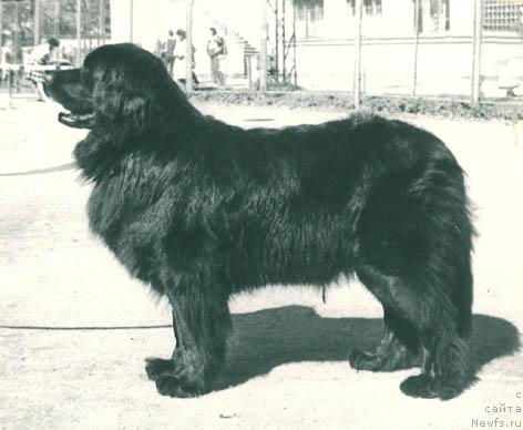 Фото: ньюфаундленд Matiyus Polliya (Матиюс Поллия)