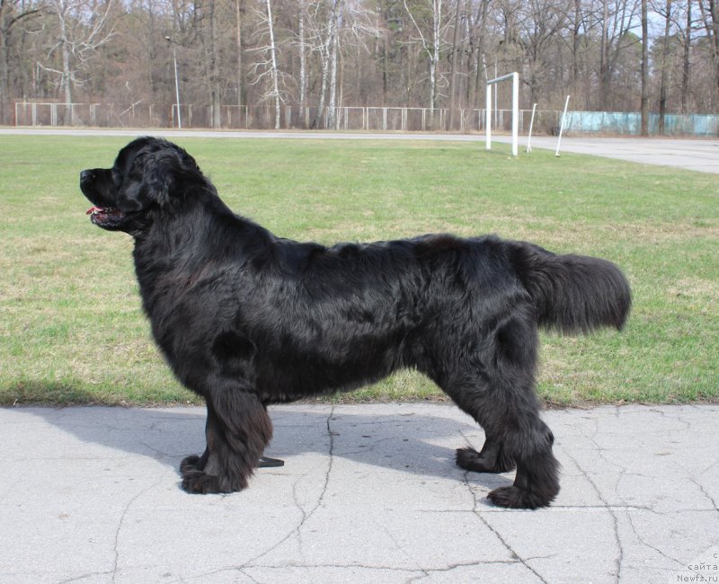 Фото: ньюфаундленд Piternyuf Aventure (Питерньюф Авантюра)