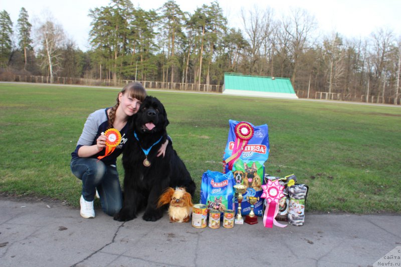 Фото: ньюфаундленд Piternyuf Aventure (Питерньюф Авантюра)