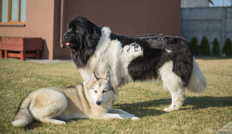 Фото: ньюфаундленд Akvian Song Montana (Аквиан Сонг Монтана)