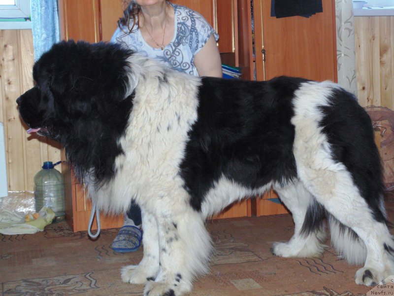 Фото: ньюфаундленд Stepnaya Pal'mira Edinstvennyiy Moy (Степная Пальмира Единственный Мой)