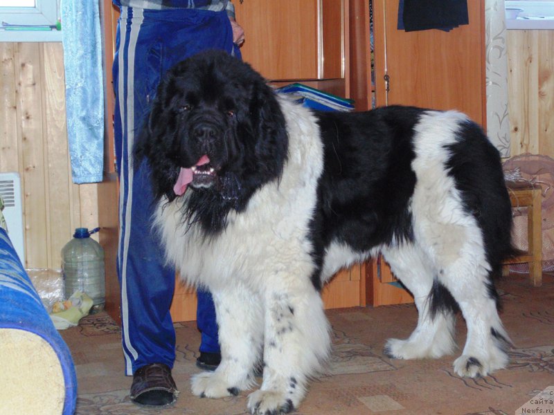 Фото: ньюфаундленд Stepnaya Pal'mira Edinstvennyiy Moy (Степная Пальмира Единственный Мой)