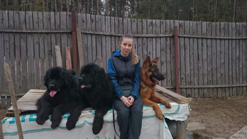 Фото: ньюфаундленд Russkaya Krasavica Nyura (Русская Красавица Нюра)