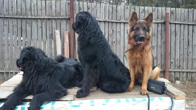 Фото: ньюфаундленд Russkaya Krasavica Nyura (Русская Красавица Нюра)