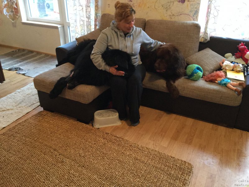 Фото: ньюфаундленд Brownblood MSK Happy Teddy (Браунблад МСК Хэппи Тедди), ньюфаундленд Brownblood MSK Harita Havva (Браунблад МСК Харита Хавва)