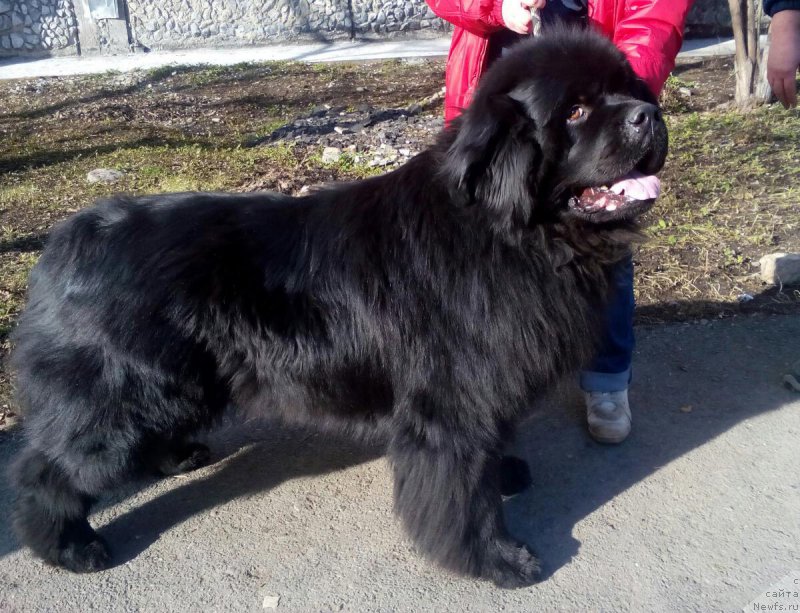Фото: ньюфаундленд Ar'e CHernaya Sensaciya Parmyi (Арье Черная Сенсация Пармы)