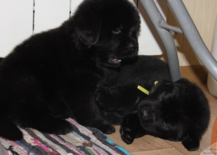 Фото: ньюфаундленд Grand Byebi Ariadna (Гранд Бэби Ариадна), ньюфаундленд Super Bizon Liliman (Супер Бизон Лилимэн)