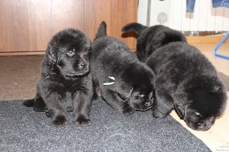 Фото: ньюфаундленд Grand Byebi Ariadna (Гранд Бэби Ариадна), ньюфаундленд Super Bizon Liliman (Супер Бизон Лилимэн)