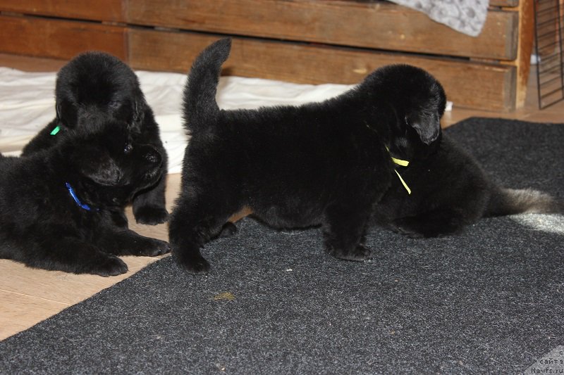 Фото: ньюфаундленд Grand Byebi Ariadna (Гранд Бэби Ариадна), ньюфаундленд Super Bizon Liliman (Супер Бизон Лилимэн)