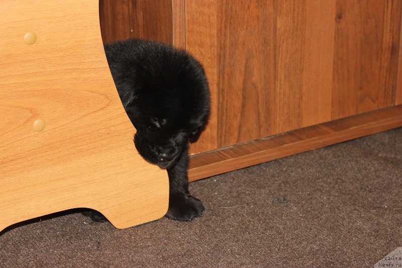 Фото: ньюфаундленд Grand Byebi Ariadna (Гранд Бэби Ариадна), ньюфаундленд Super Bizon Liliman (Супер Бизон Лилимэн)