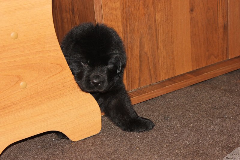 Фото: ньюфаундленд Grand Byebi Ariadna (Гранд Бэби Ариадна), ньюфаундленд Super Bizon Liliman (Супер Бизон Лилимэн)