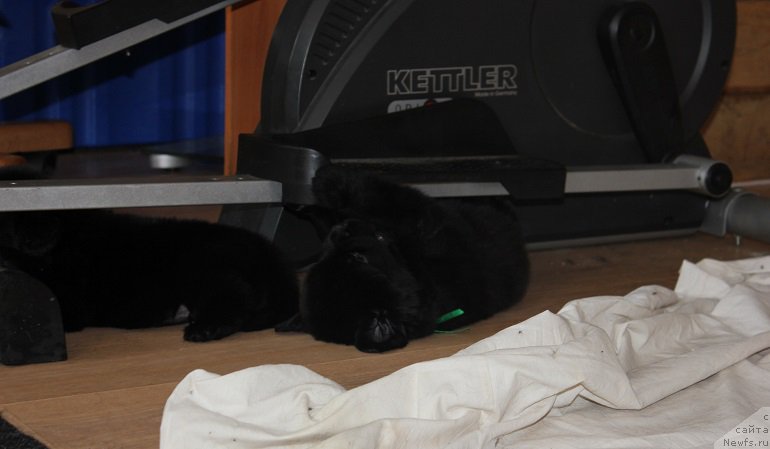 Фото: ньюфаундленд Grand Byebi Ariadna (Гранд Бэби Ариадна), ньюфаундленд Super Bizon Liliman (Супер Бизон Лилимэн)