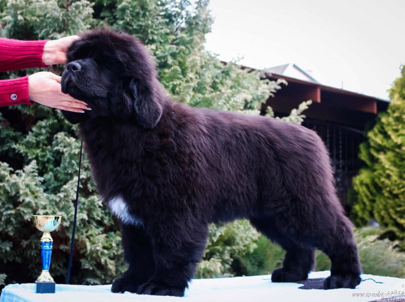 Фото: Viktor Hrischanovich (Виктор Хрищанович)