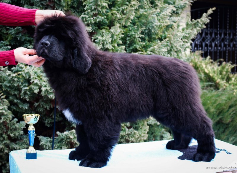 Фото: Viktor Hrischanovich (Виктор Хрищанович)