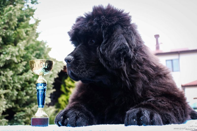 Фото: Viktor Hrischanovich (Виктор Хрищанович)