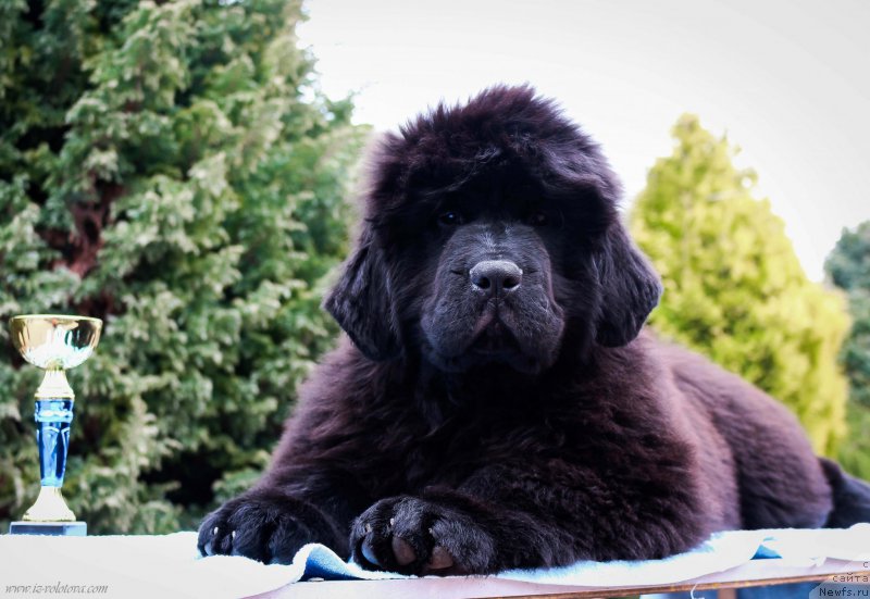 Фото: Viktor Hrischanovich (Виктор Хрищанович)