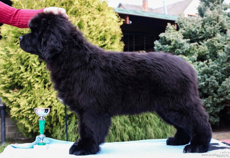 Фото: Viktor Hrischanovich (Виктор Хрищанович)