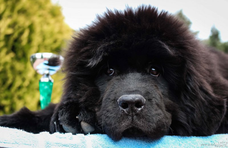 Фото: Viktor Hrischanovich (Виктор Хрищанович)