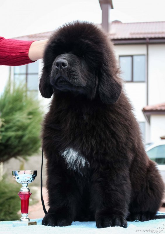 Фото: Viktor Hrischanovich (Виктор Хрищанович)