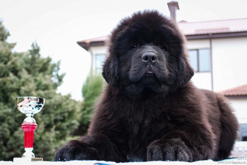 Фото: Viktor Hrischanovich (Виктор Хрищанович)