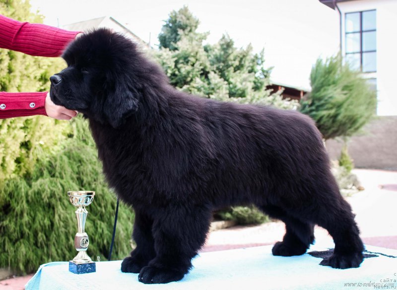 Фото: Viktor Hrischanovich (Виктор Хрищанович)