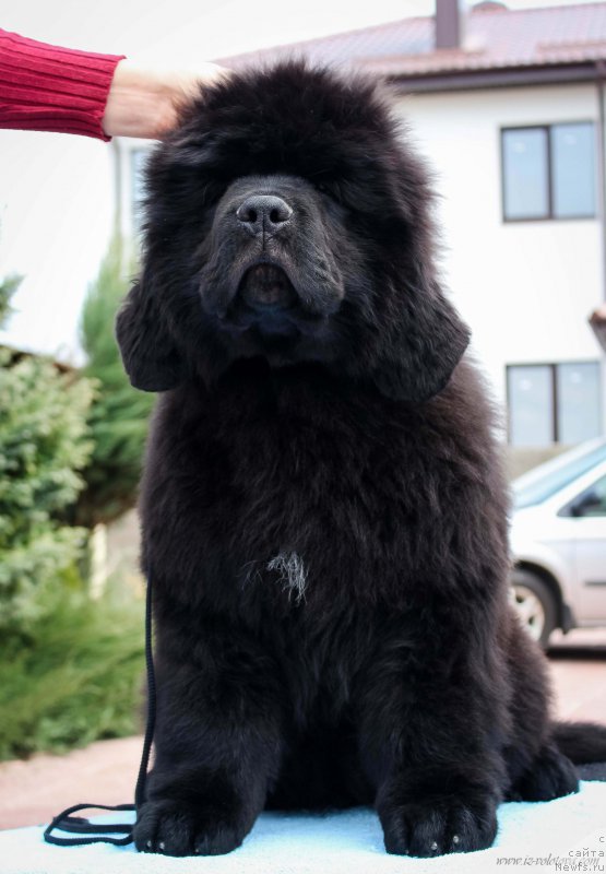 Фото: Viktor Hrischanovich (Виктор Хрищанович)