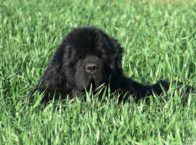 Фото: ньюфаундленд Charuyuschiy Chezario (Чарующий Чезарио)