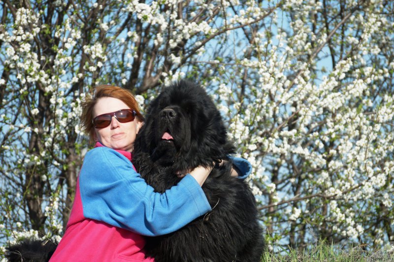 Фото: ньюфаундленд Charuyuschiy Chezario (Чарующий Чезарио), Elena Kirpa (Елена Кирпа)