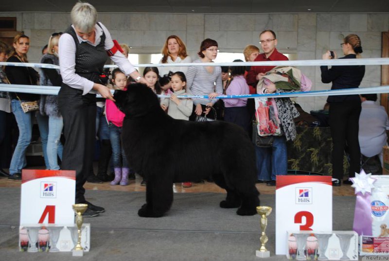 Фото: ньюфаундленд Raymond Best in Show