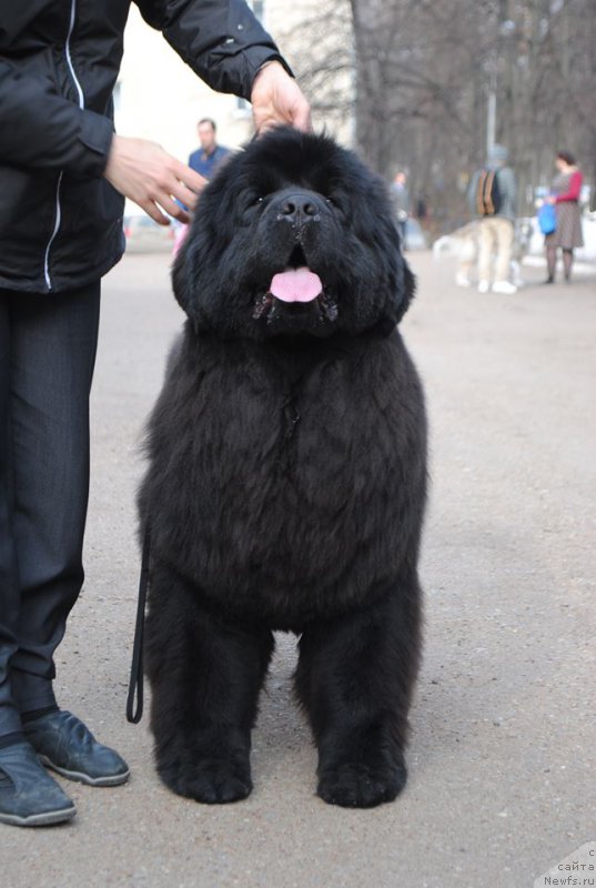 Фото: ньюфаундленд Raymond Best in Show