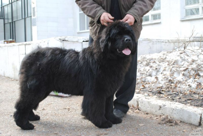 Фото: ньюфаундленд Aquatoriya Kelvin Eseniya (Акватория Келвин Есения)