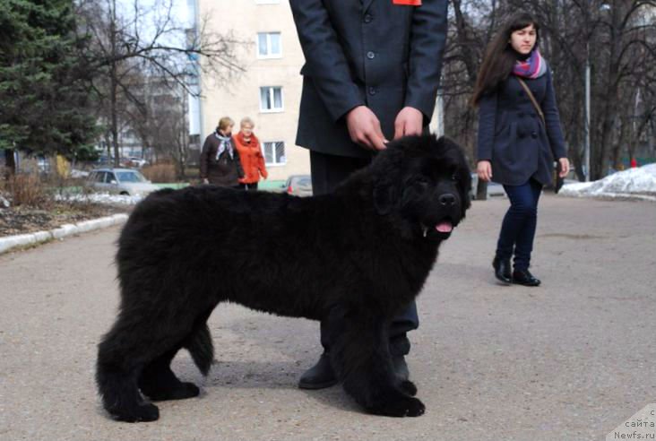 Фото: ньюфаундленд All Right is Antagrada (Олл Райт из Антаграда)